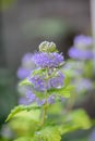 Bluebeard, Caryopteris clandonensis, purple blue flowers